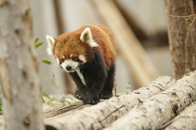 高速度+高像素 索尼全画幅单电A99II评测