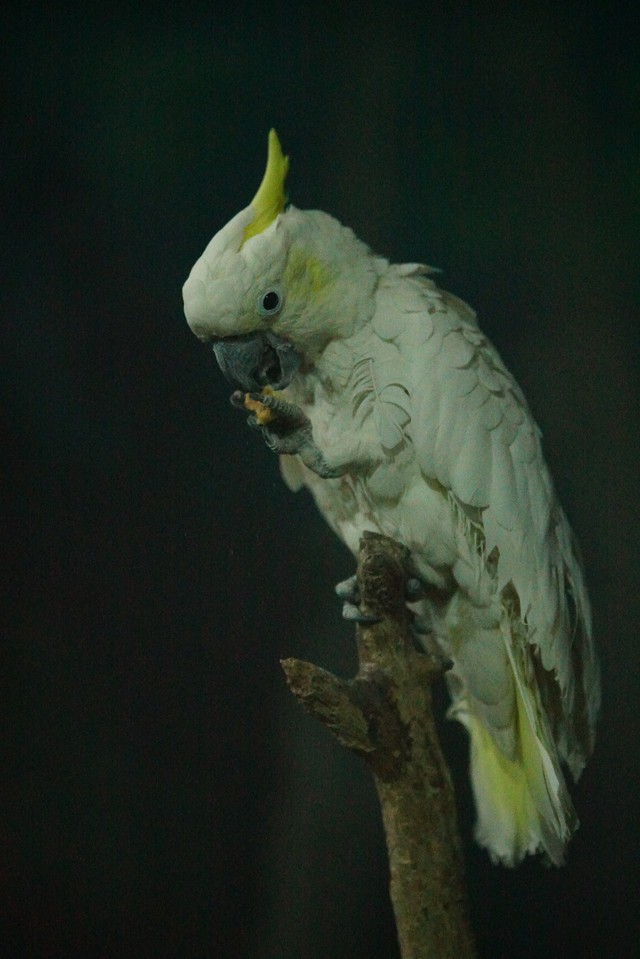 高速度+高像素 索尼全画幅单电A99II评测