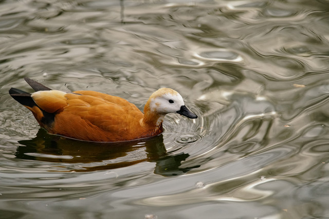 高速度+高像素 索尼全画幅单电A99II评测