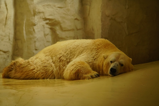 高速度+高像素 索尼全画幅单电A99II评测