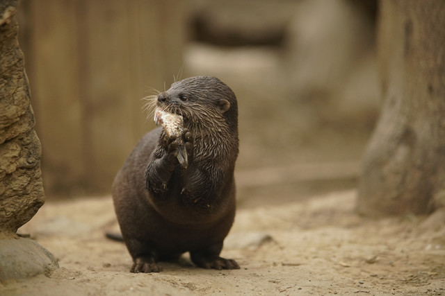 高速度+高像素 索尼全画幅单电A99II评测