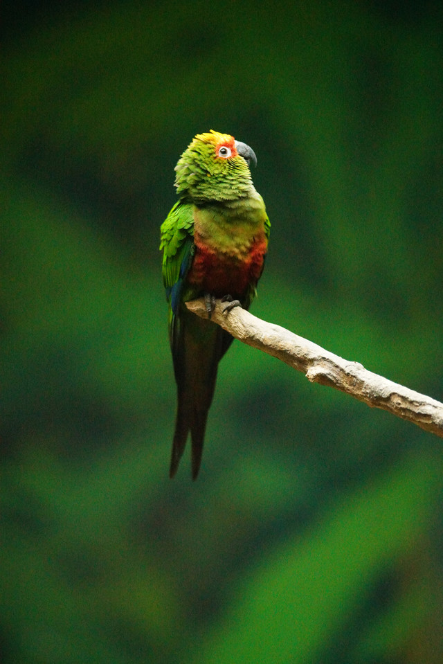 高速度+高像素 索尼全画幅单电A99II评测