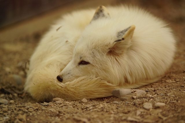 高速度+高像素 索尼全画幅单电A99II评测