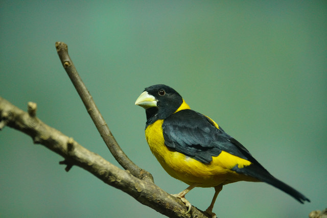 高速度+高像素 索尼全画幅单电A99II评测