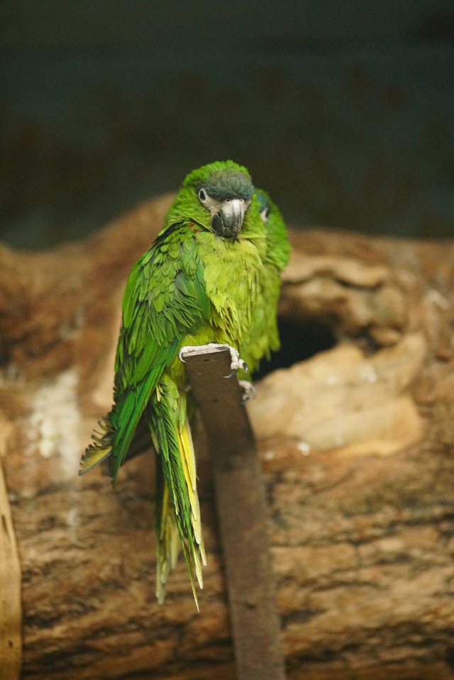 高速度+高像素 索尼全画幅单电A99II评测