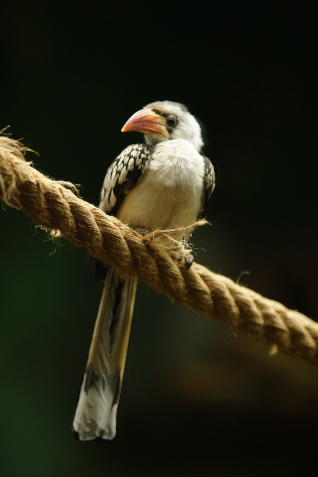 高速度+高像素 索尼全画幅单电A99II评测