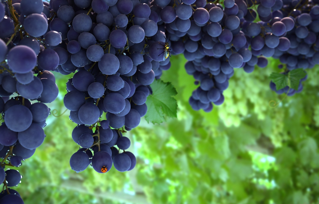 张裕解百纳中的“解百纳”到底指的是什么？一起来揭晓真面目