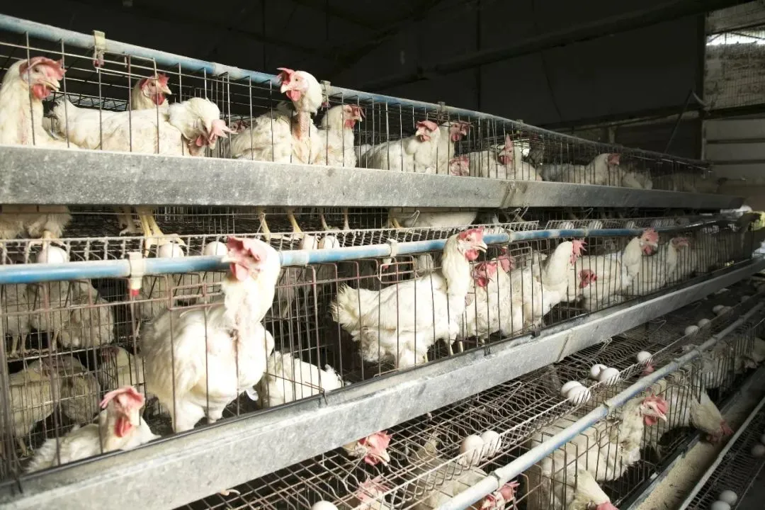 一美元炸鸡，咱中国人也能吃上了？