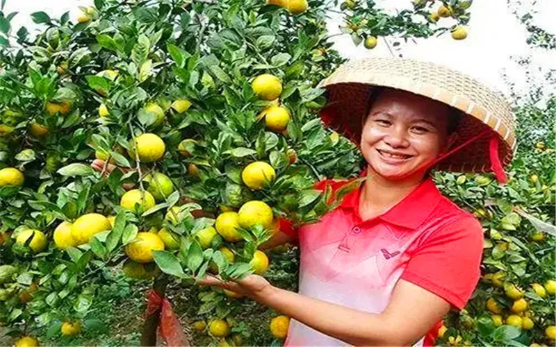 50岁的人了，2022年不外出打工，在农村做什么生意能年收入10万？