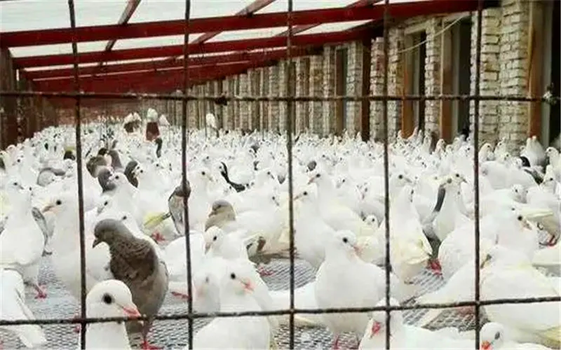 近50岁的人，2022年返乡创业，有哪些投资小、见效快的项目选择？