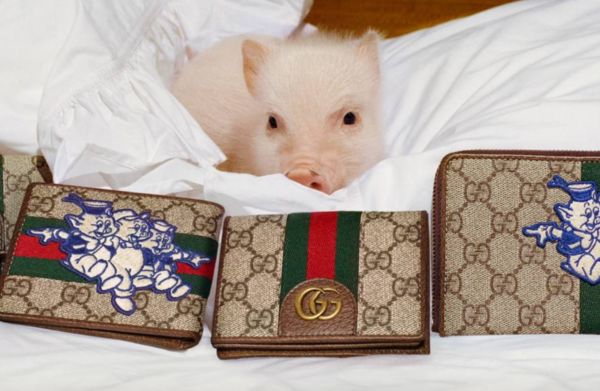 3900元的Gucci猪年限定帽子，就长这样？各品牌设计师们，求放过可爱的猪！