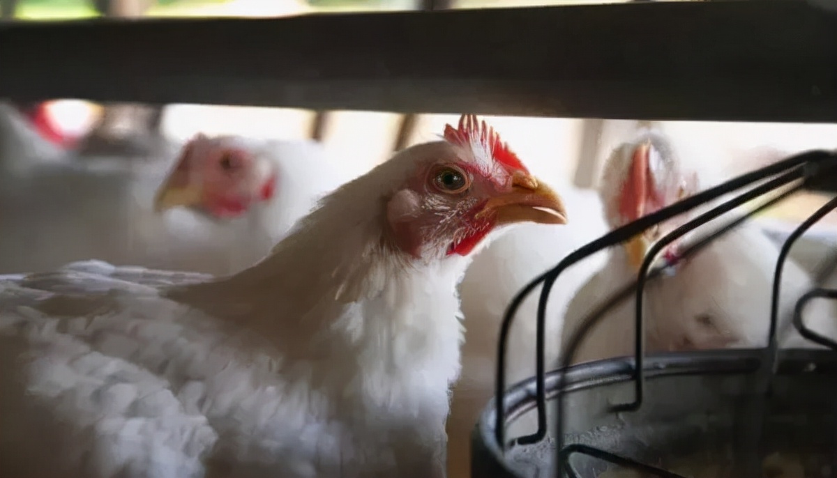 一美元炸鸡，咱中国人也能吃上了？