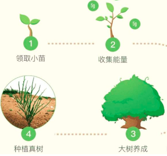 马云承诺每年种1亿棵树，五年过去了，这些树都怎么样了？