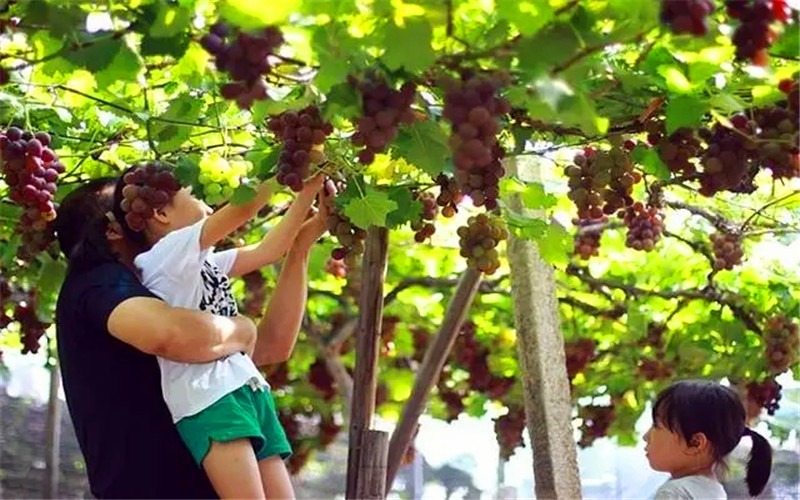 2022年的农村创业领域，会有哪些新机遇、新项目？