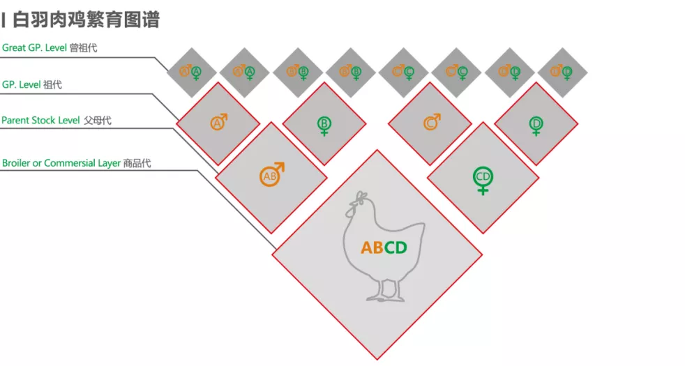 一美元炸鸡，咱中国人也能吃上了？