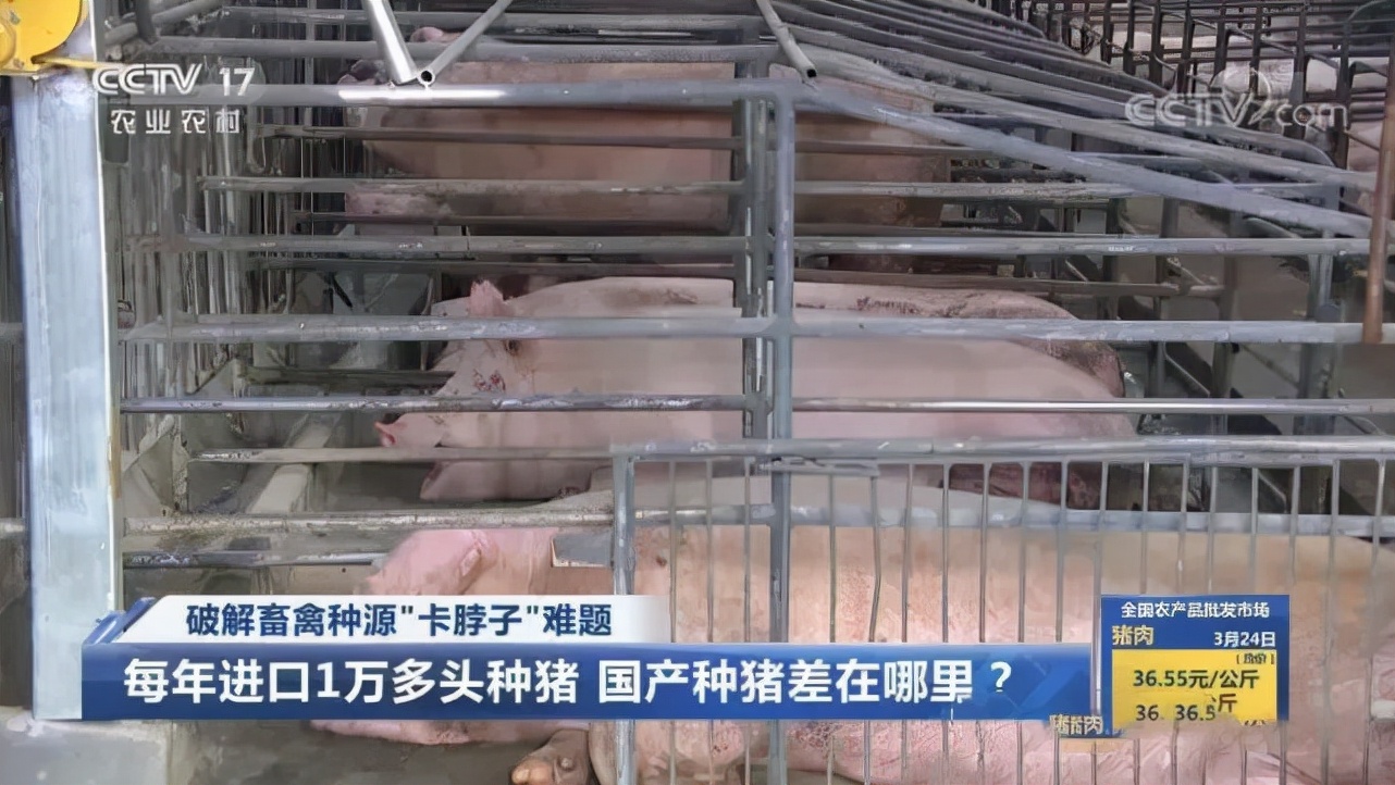 一美元炸鸡，咱中国人也能吃上了？