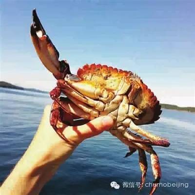 吃螃蟹的讲究及京城好吃的螃蟹推荐
