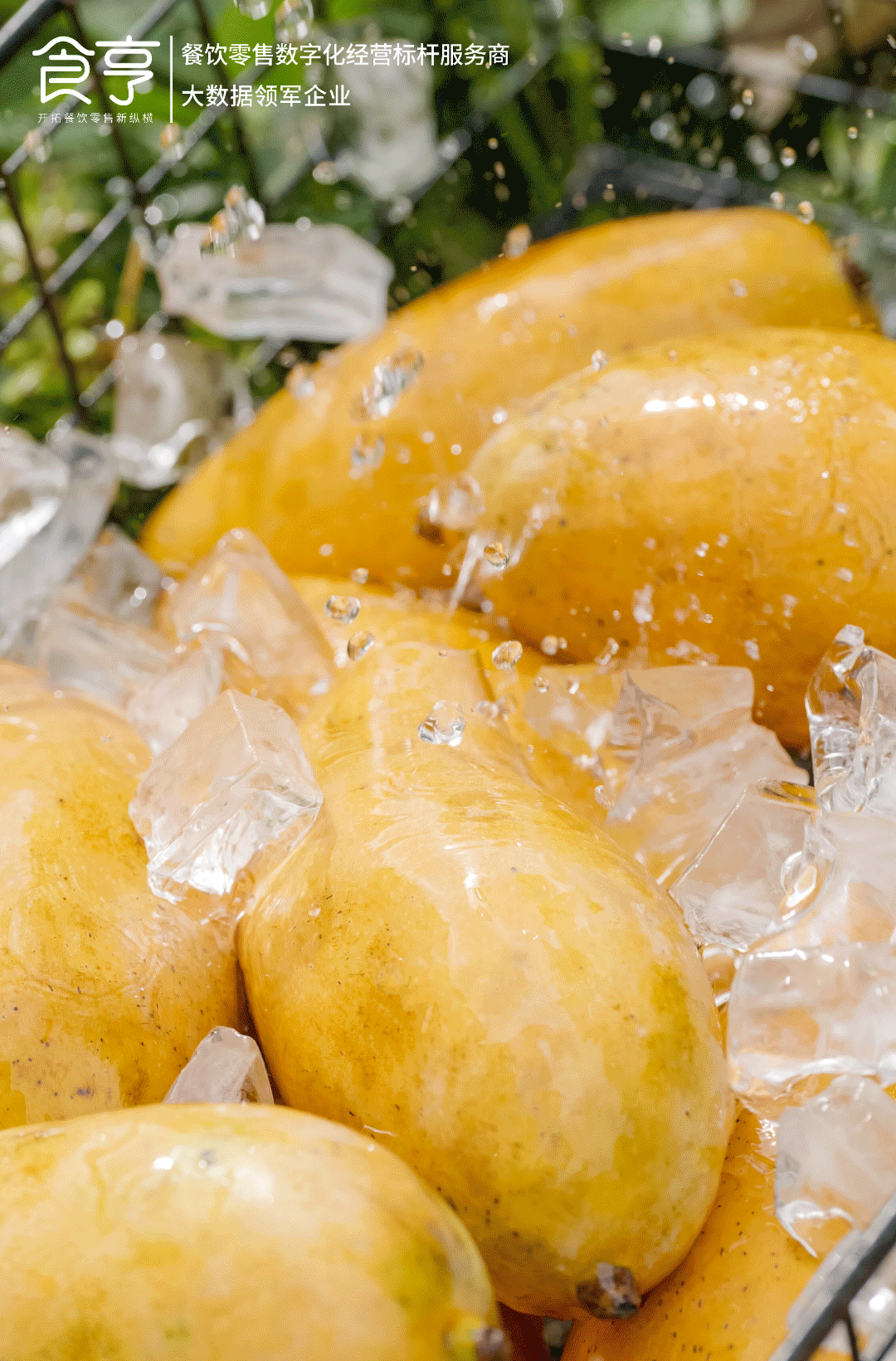 新茶饮品牌「苏阁鲜茶」牵手食亨，数字革新造就水果茶品类黑马