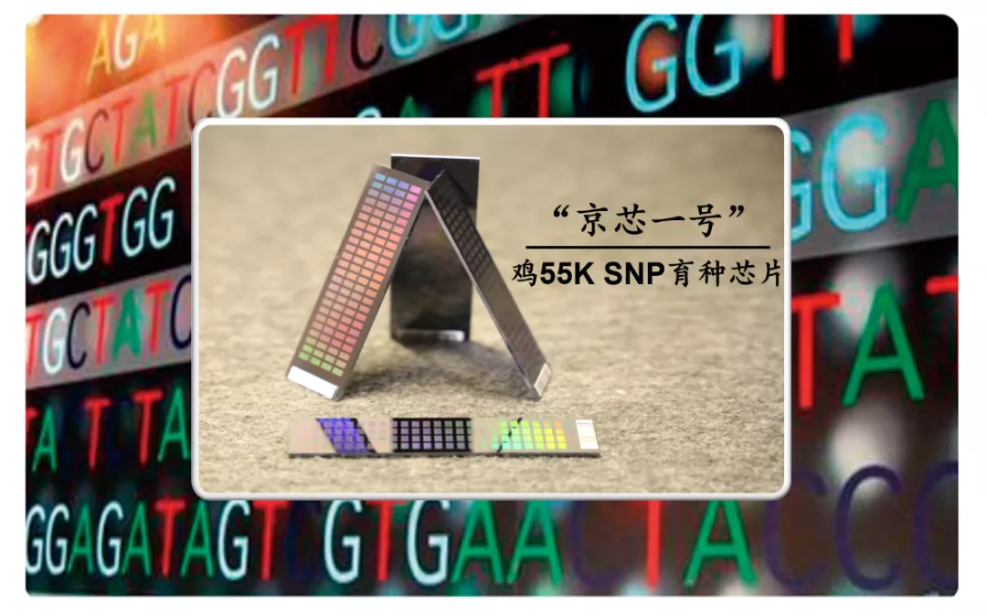 一美元炸鸡，咱中国人也能吃上了？