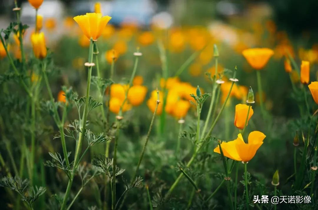 玩转镜头｜徕卡M 50mm/2AA 有何特别之处？