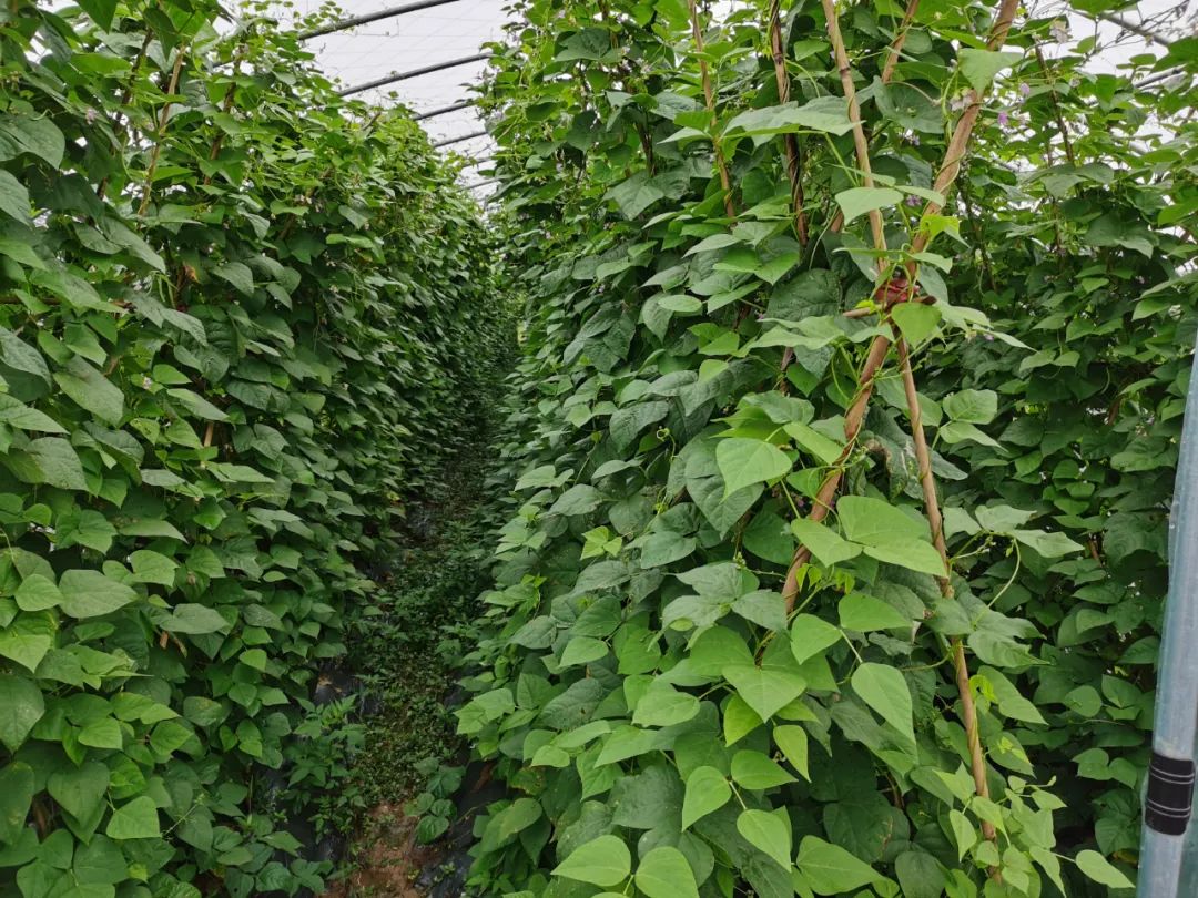 小碗菜与自选快餐的比较