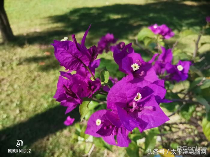 荣耀Magic2评测：麒麟980狂飙，竟藏着智慧生命体