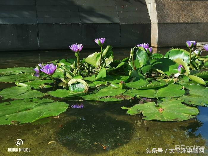 荣耀Magic2评测：麒麟980狂飙，竟藏着智慧生命体