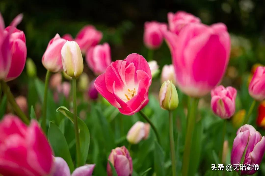 玩转镜头｜徕卡M 50mm/2AA 有何特别之处？