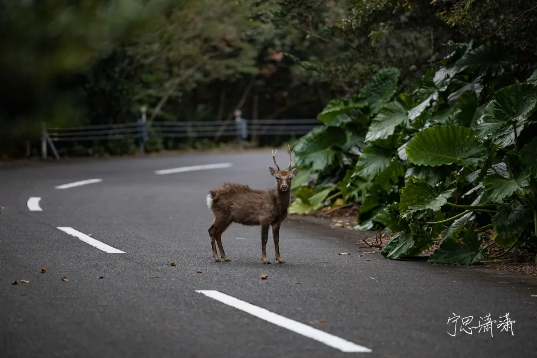 佳能微单买什么型号好？佳能全画幅微单一个一个说