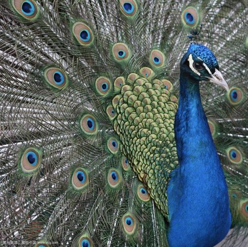 收藏分享丨傣妹火锅「品牌全案战略升级」复盘拆解