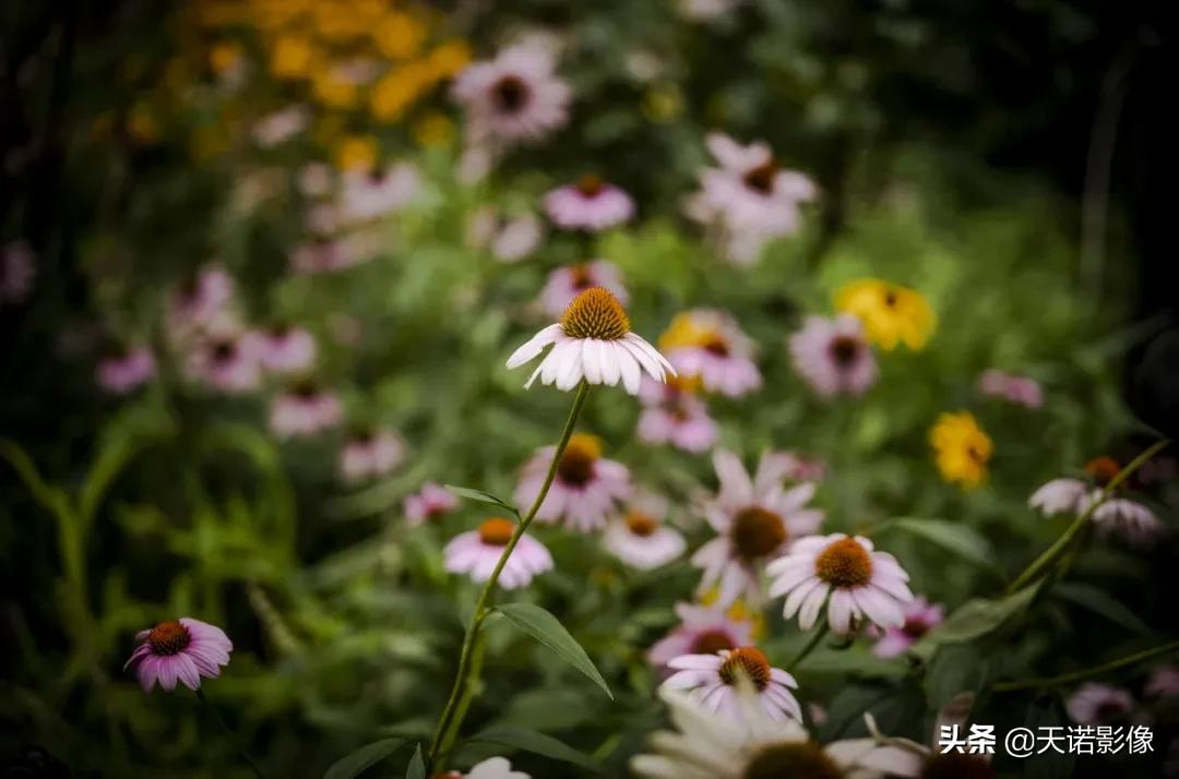 玩转镜头｜徕卡M 50mm/2AA 有何特别之处？