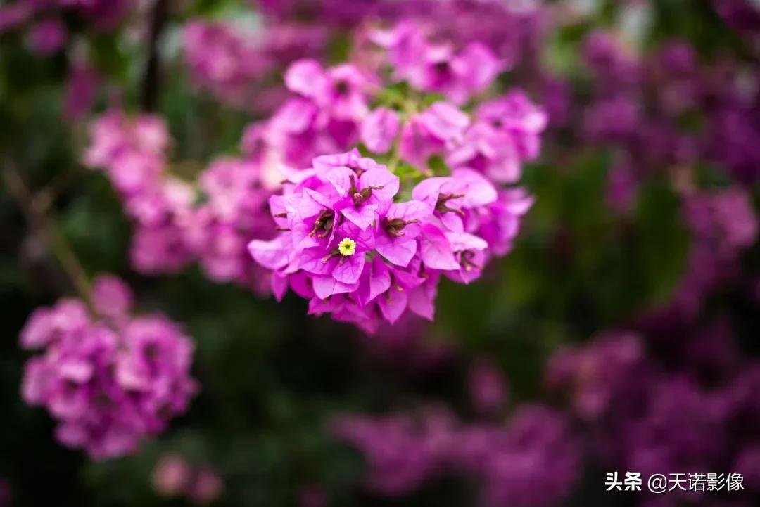 玩转镜头｜徕卡M 50mm/2AA 有何特别之处？
