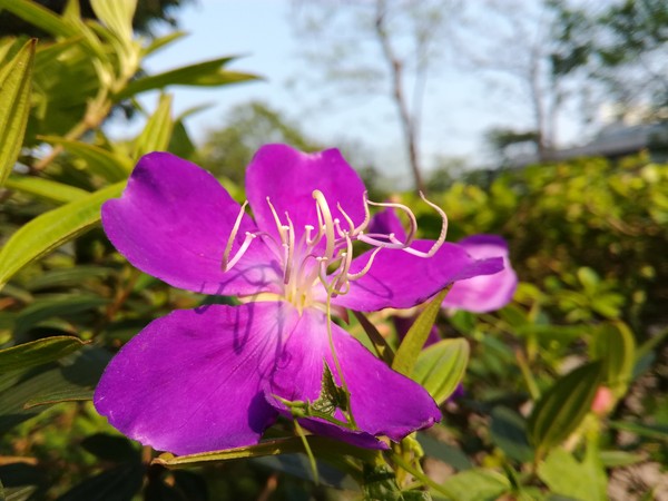 荣耀畅玩5C评测:看千元机还有什么“芯”玩法！