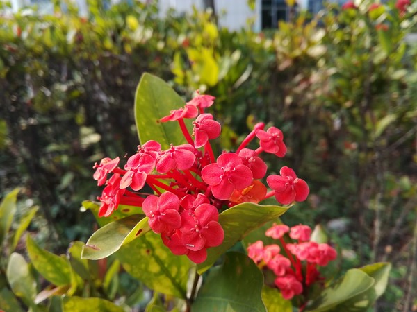 荣耀畅玩5C评测:看千元机还有什么“芯”玩法！