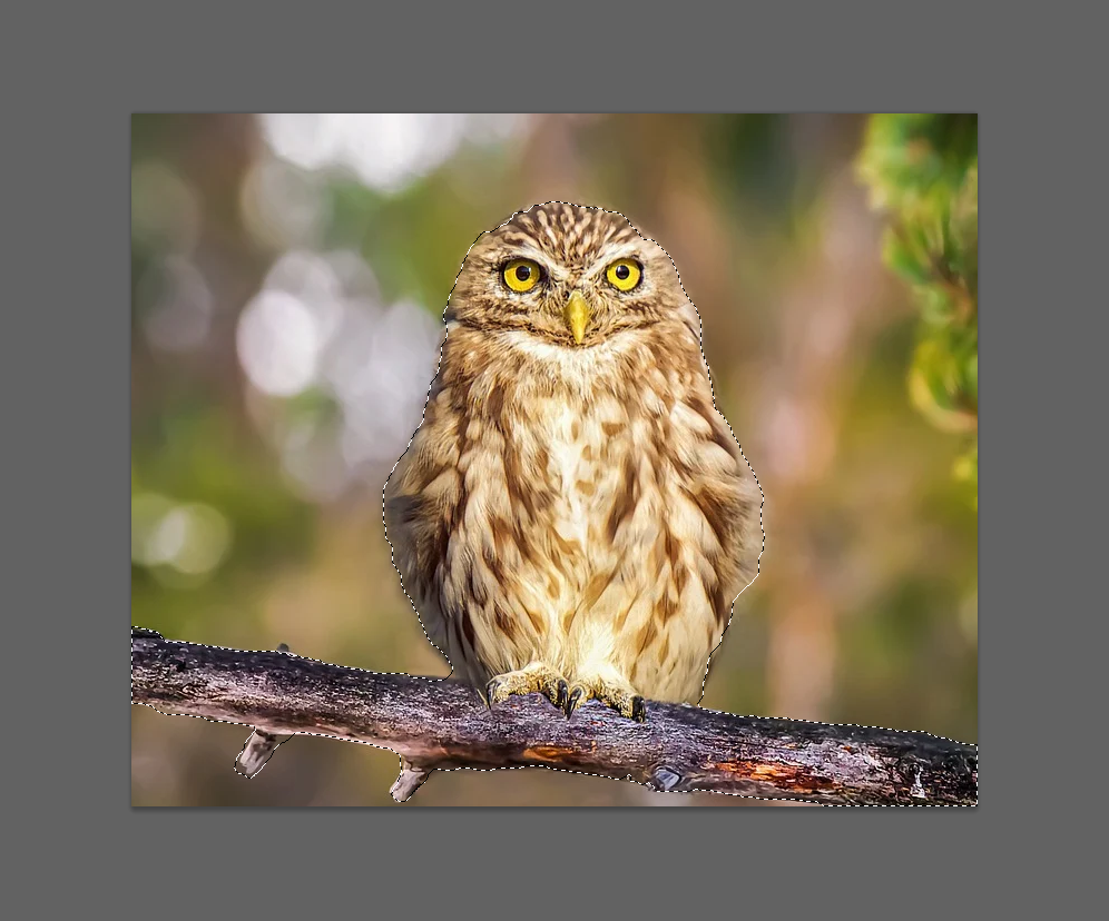 我们测评了10款抠图工具，才帮你找出这5个完全免费的应用