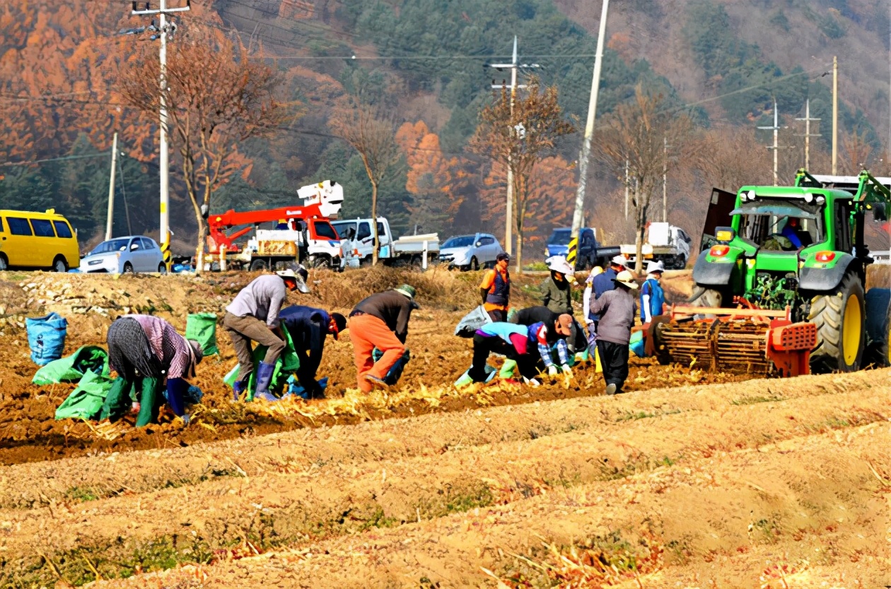 我们拿人参当药，韩国人把参当食品：高丽参价格却是人参的10倍