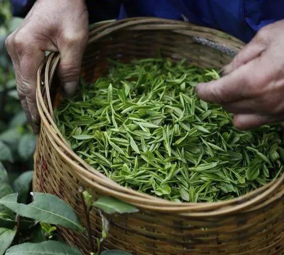 奉茶新茶饮为何受资本青睐，现在投资加盟还来得及吗？