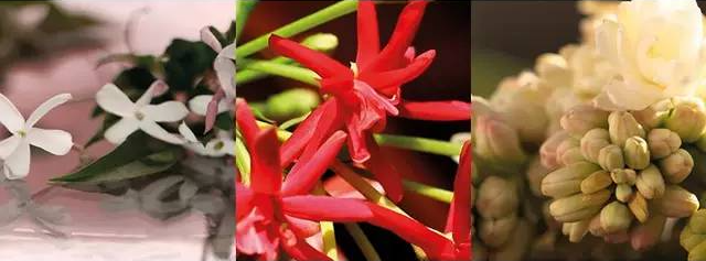 Gucci5款最受欢迎的香水，你买过其中哪一款？