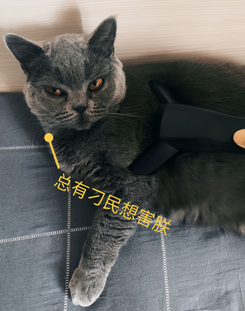 撸猫家庭上新啦！莱克M10 Pro吸尘器评测