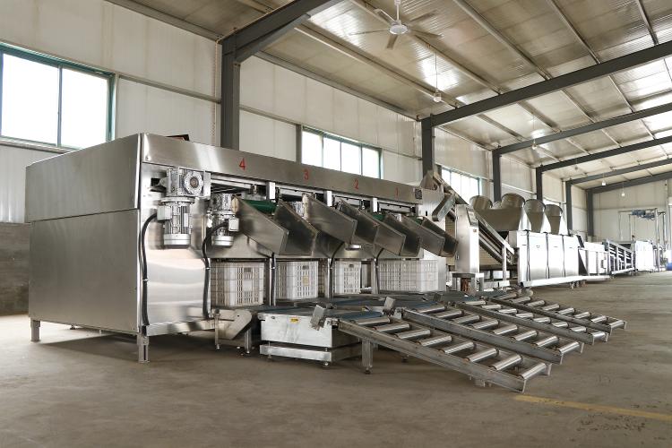 深挖地瓜产业3000多个日夜，地瓜龙头企业激发贫困人口动力真扶贫