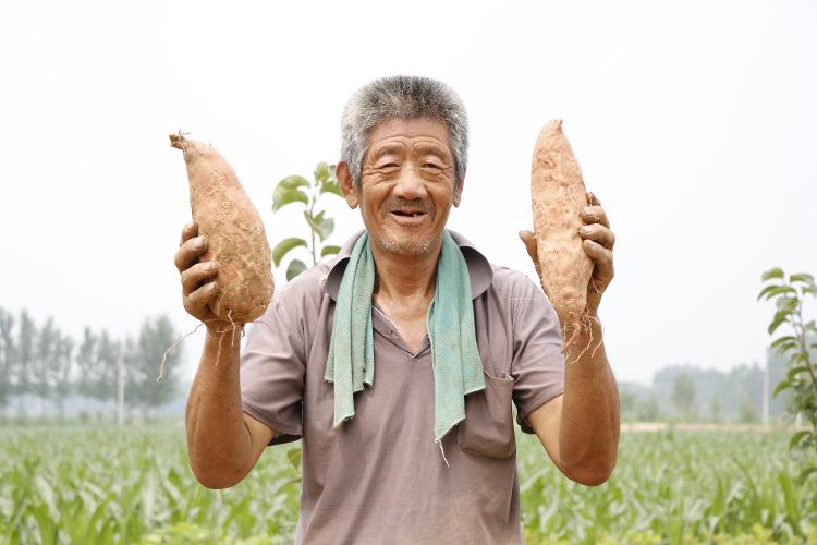 深挖地瓜产业3000多个日夜，地瓜龙头企业激发贫困人口动力真扶贫