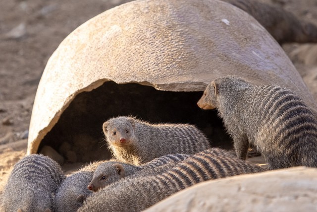佳能RF系统中有哪些宝藏镜头？