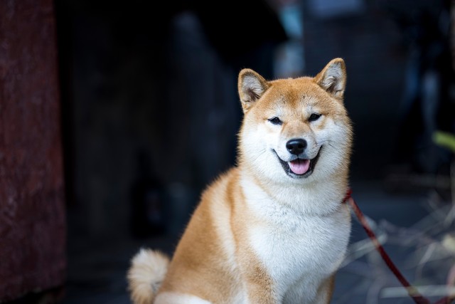 佳能RF系统中有哪些宝藏镜头？