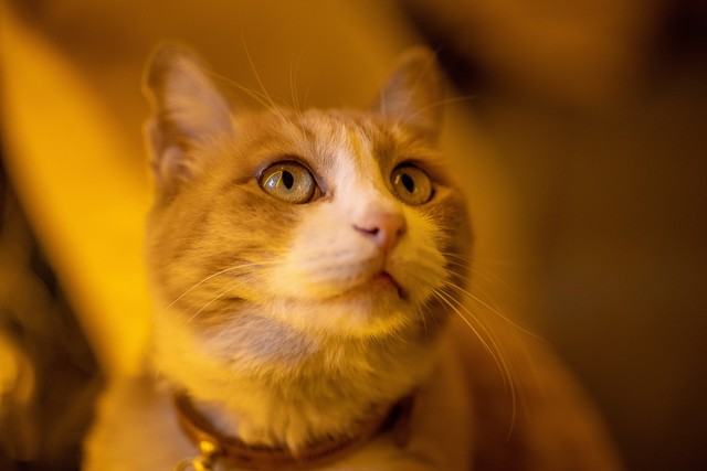 佳能RF系统中有哪些宝藏镜头？