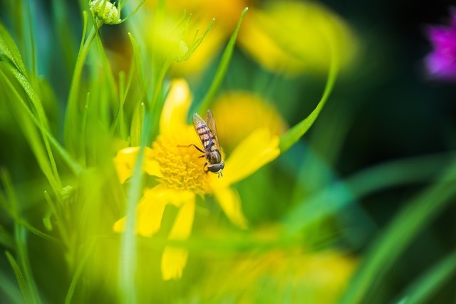 佳能RF系统中有哪些宝藏镜头？