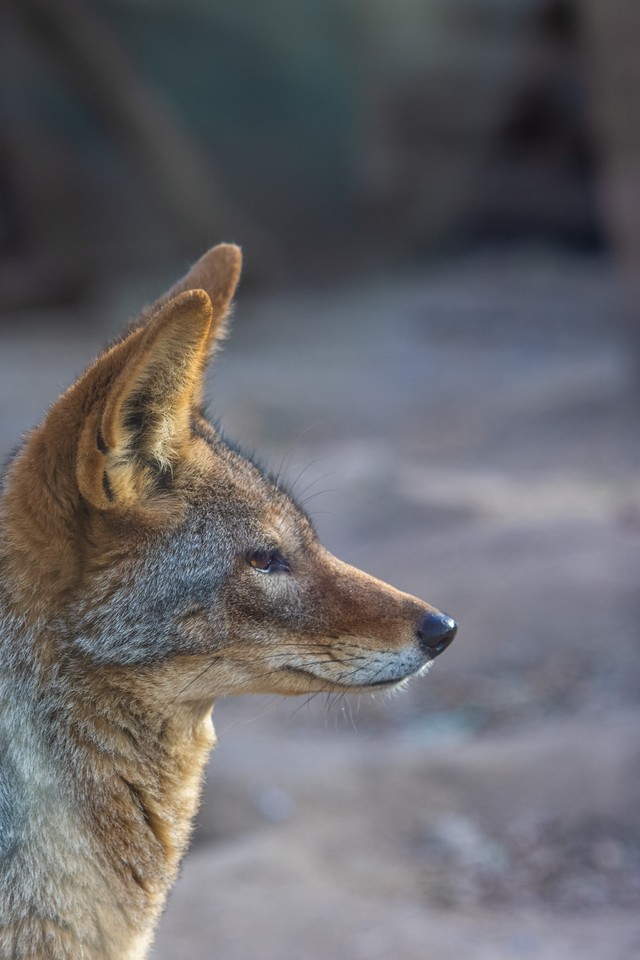 佳能RF系统中有哪些宝藏镜头？