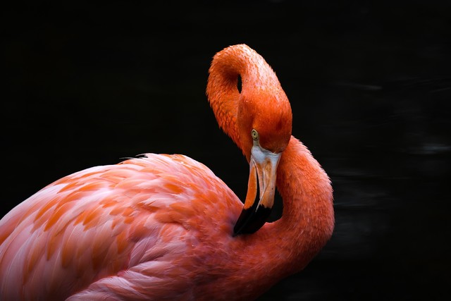 佳能RF系统中有哪些宝藏镜头？