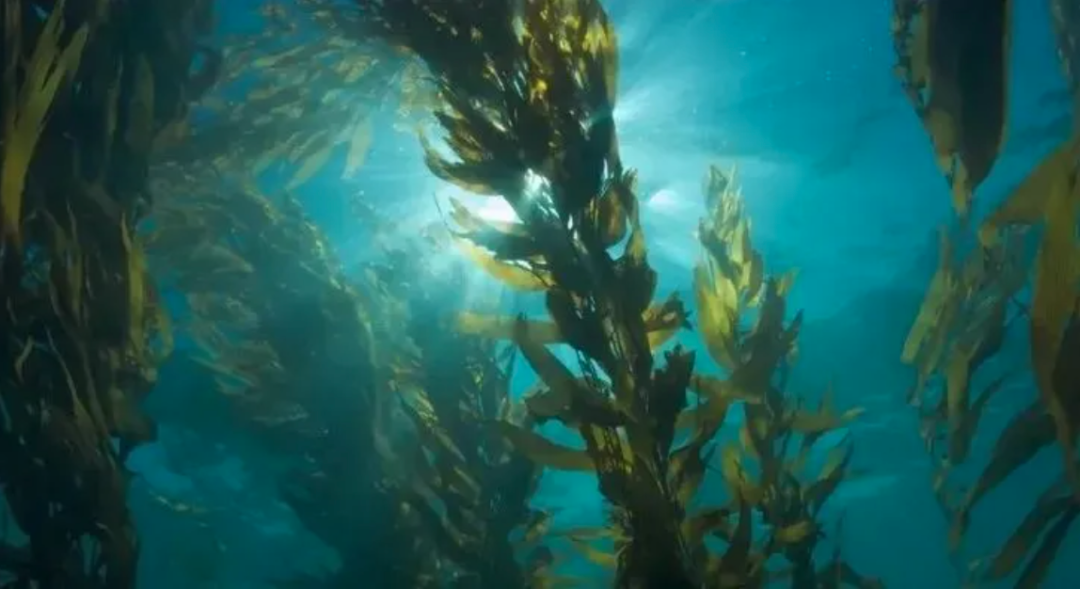 La Mer疯了吧！799元就能入手海蓝之谜8件套？