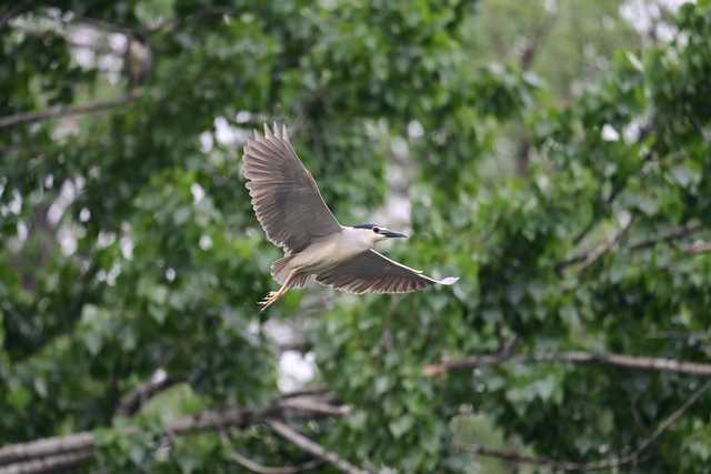 Z 9将至！聊聊尼康历代旗舰单反的升级之路