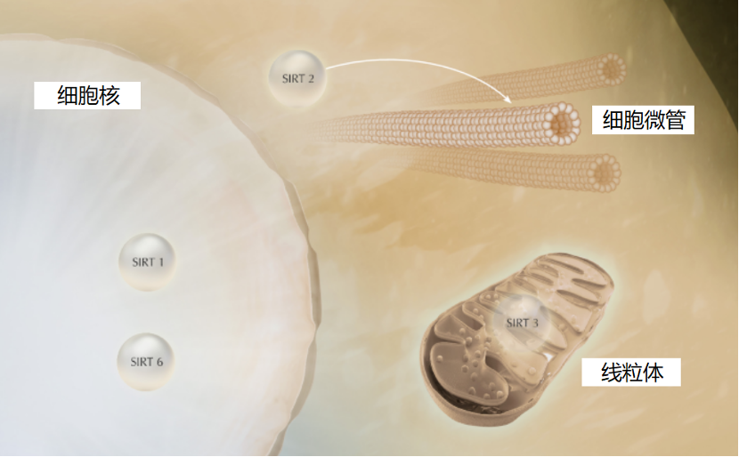 小茂专家团特别版｜雅诗兰黛黑松露眼霜